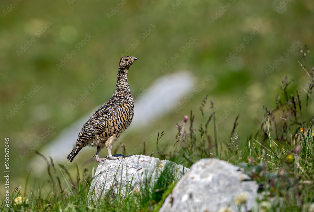 Lagopède alpin (Lagopus mutus) femelle en été surveillant sa nichée. Alpes. France Lagopède alpin (Lagopus mutus) femelle en été surveillant sa nichée. Alpes. France