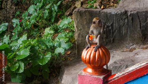Canvas Print Monkey sitting and holding stolen baby's dummy, Batu Caves, Kuala Lumpur, Malays