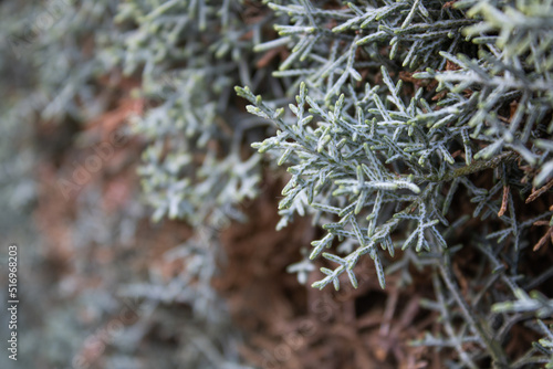 Blancheur d'été sur un pin photo