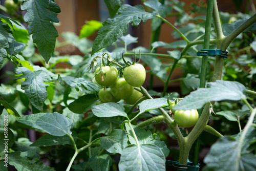 Green tomatoes on bushes in the home vegetable garden