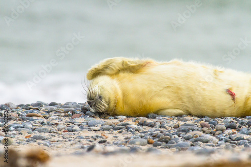 Junge Kegelrobbe (Halichoerus grypus) auf Helgoland photo