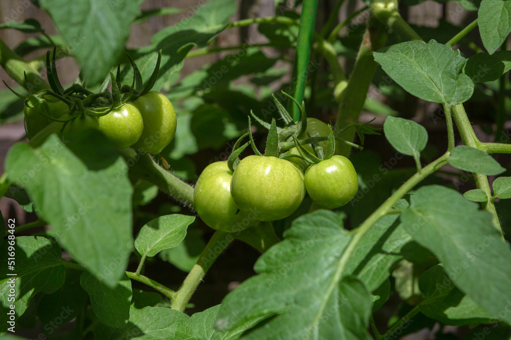 Green tomatoes on bushes in the home vegetable garden Green tomatoes on bushes in the home vegetable garden