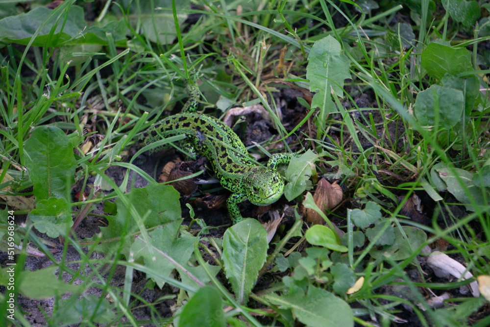 Obraz premium lizard on the grass