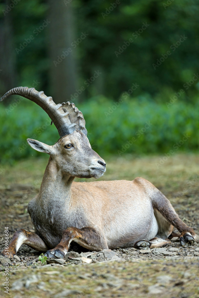 capricorn in the woods capricorn in the woods