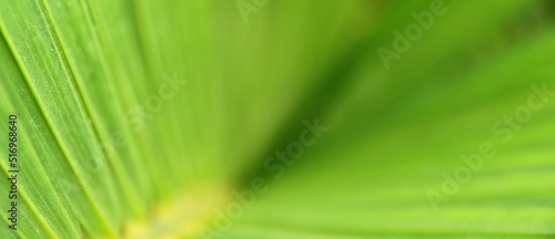 Close up image of green leaf detail. Ecology and nature banner