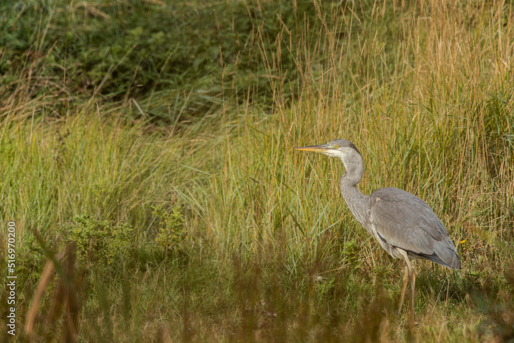 Grey heron (Ardea cinerea), big grey wading bird in his natural habitat, bird standing in water, 
