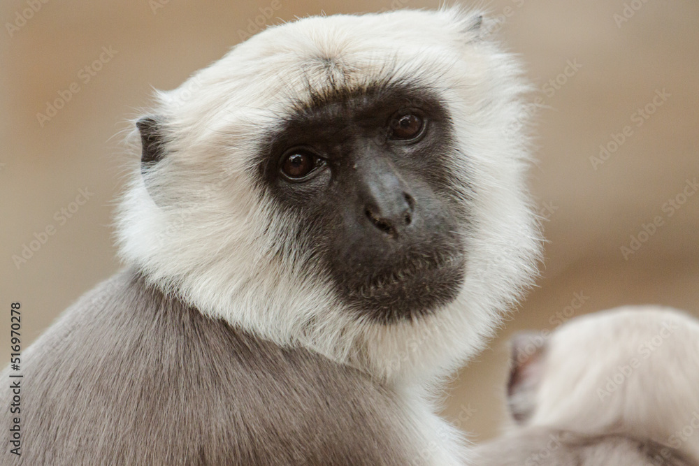 Fototapeta premium Bengalische Hanuman-Langur (Semnopithecus entellus)