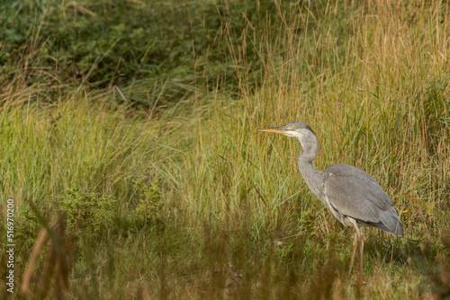 Grey heron (Ardea cinerea), big grey wading bird in his natural habitat, bird standing in water, 