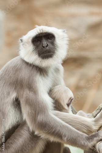 Bengalische Hanuman-Langur (Semnopithecus entellus) photo