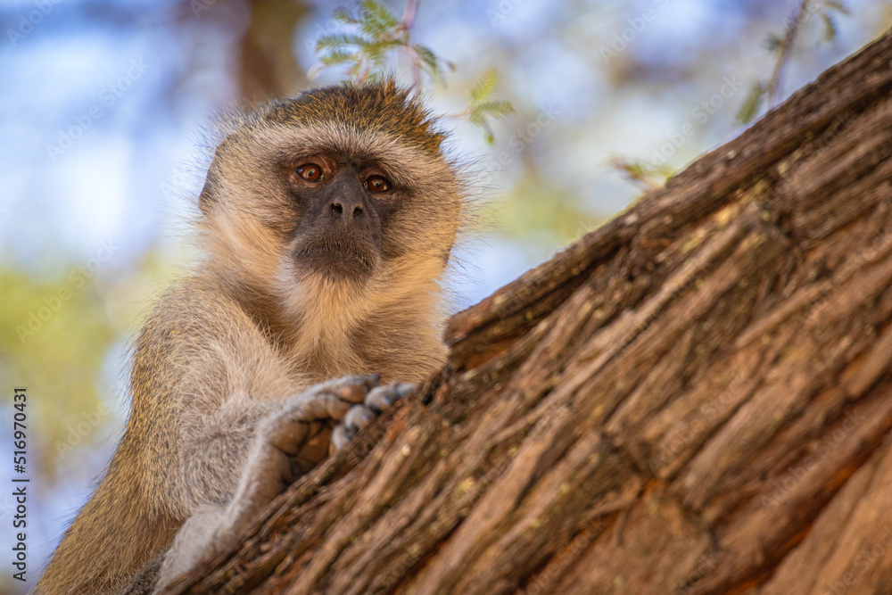 Fototapeta premium Südliche Grünmeerkatze (Chlorocebus pygerythrus) in Botswana 