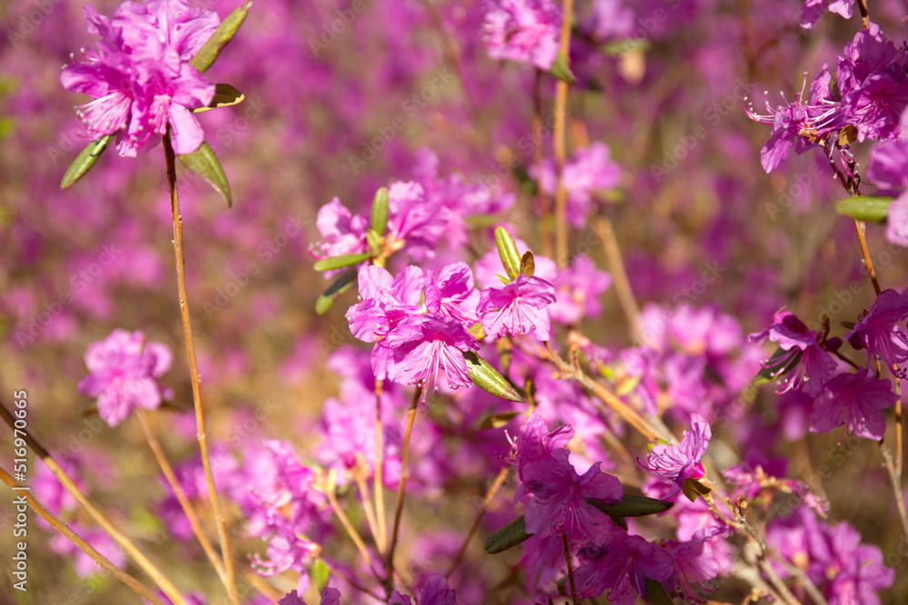 Purple labrador tea flowers on blur background. Pink wild rosmary defocused photo.