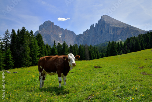 Eine Milchkuh steht auf einer grünen Alm Wiese vor den markanten Südtiroler Dolomitengipfel von Langkofel und Plattkofel