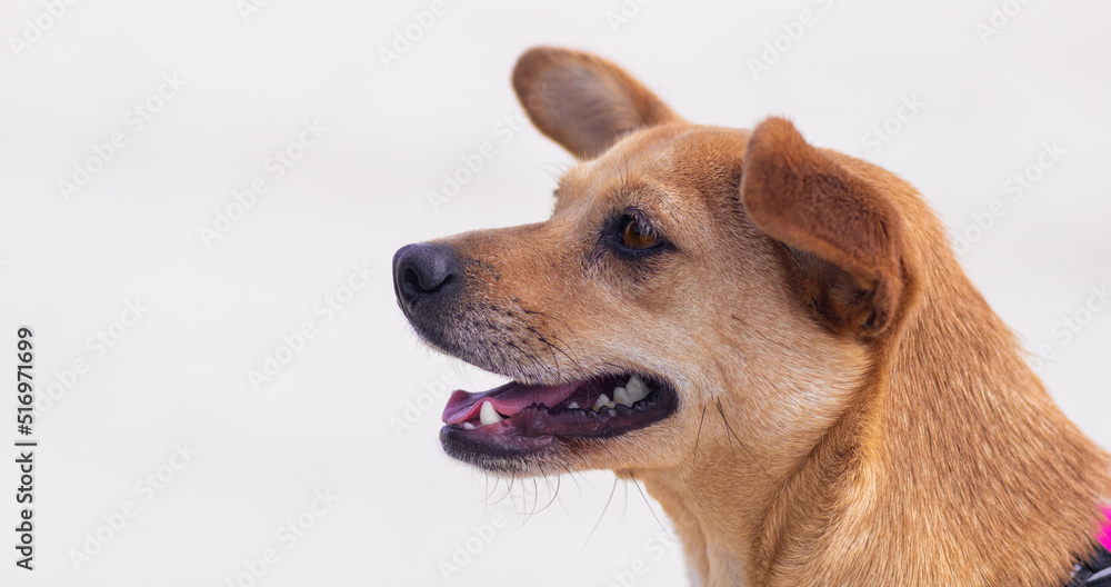 Side view face portrait of happy mixed-breed dog looking away isolated on white background with empty space for text Side view face portrait of happy mixed-breed dog looking away isolated on white background with empty space for text