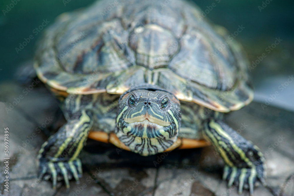 Obraz premium Turtle in the fauna of the natural environment