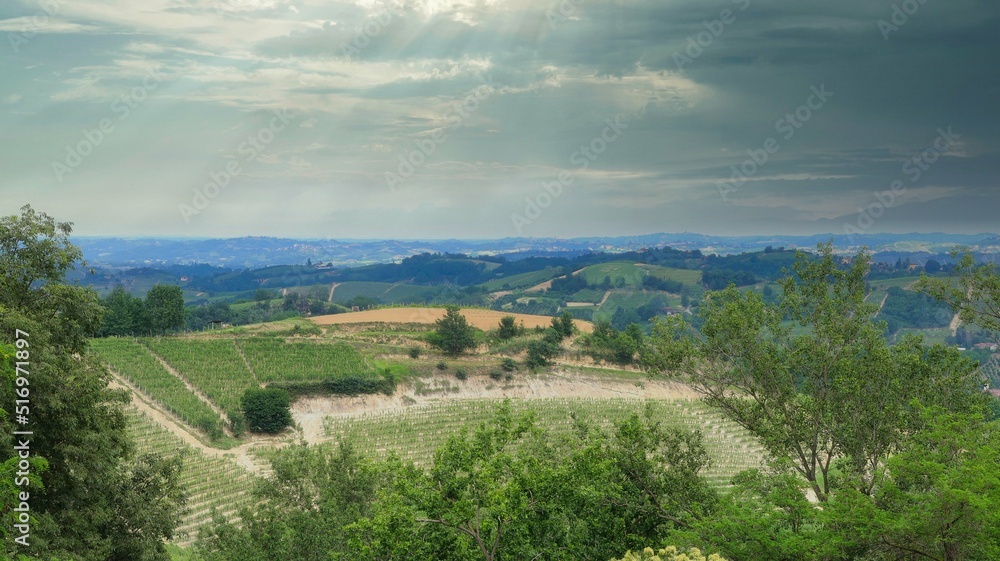 Obraz premium Landscapes of vineyards in montà d'alba in the piedmontese langhe, during a mangialonga in June 2022