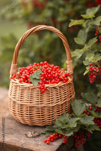 Photo a basket with red currants in the summer garden.