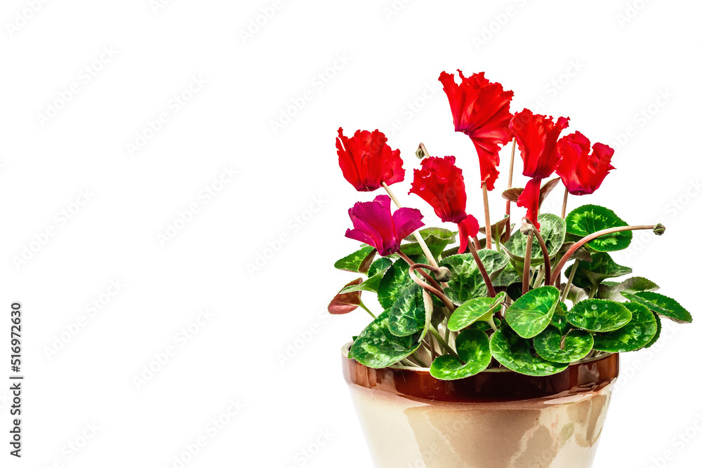 Cyclamen in a plant pot isolated on white background. Red flowering houseplant