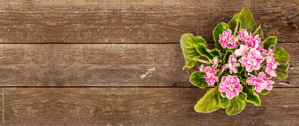 Blooming colorful domestic violet in a pot on a wooden background. Bright flowers Blooming colorful domestic violet in a pot on a wooden background. Bright flowers