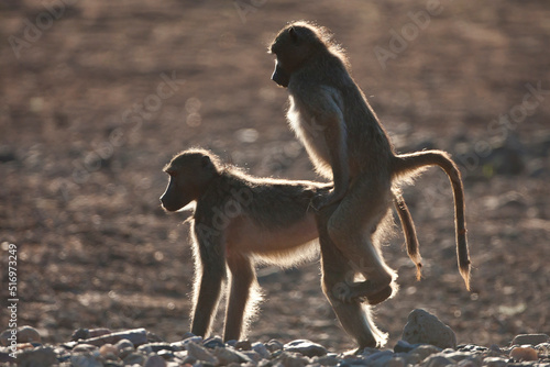 Mating baboon in the wild