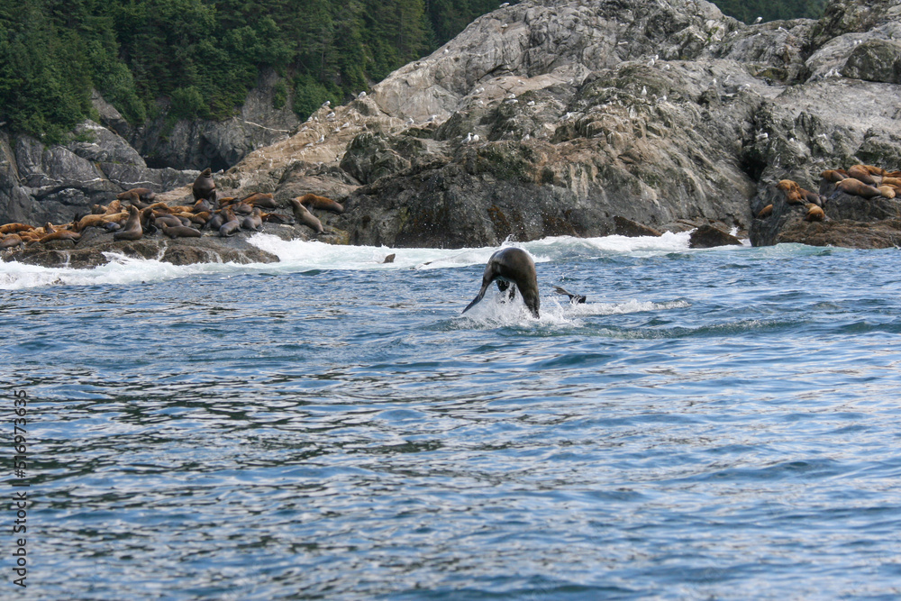 Fototapeta premium Seals Alaskan Coast