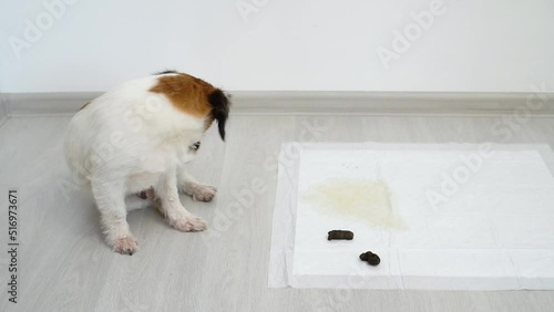 Cute puppy sitting near poop spot at home. Bad dog behavior. A dog on an absorbent diaper diaper pad, how to train a puppy to the toilet