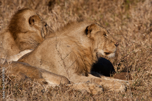 Lions in the wild Africa