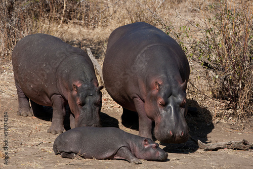Hippopotamus family out of the water