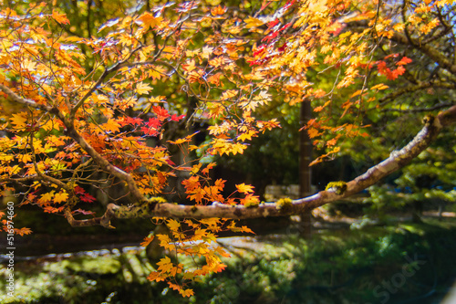 高野山（和歌山県高野町）の紅葉