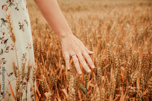 Wheat field hand woman. Young woman hand touching spikelets in cereal field. Harvesting, organic farming concept.