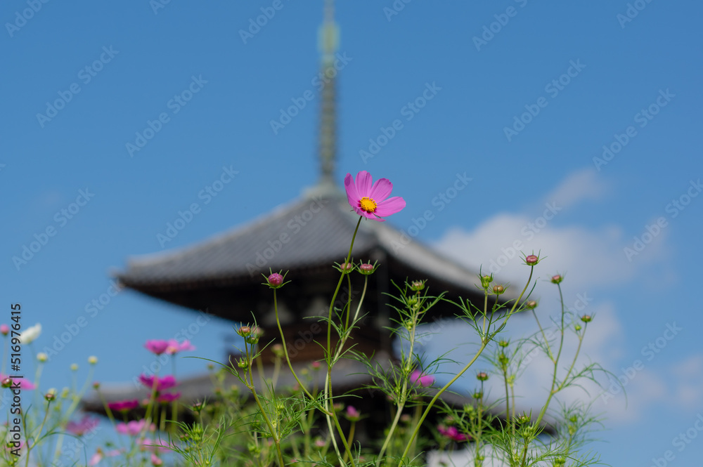 法起寺(奈良県生駒郡斑鳩町)のコスモス