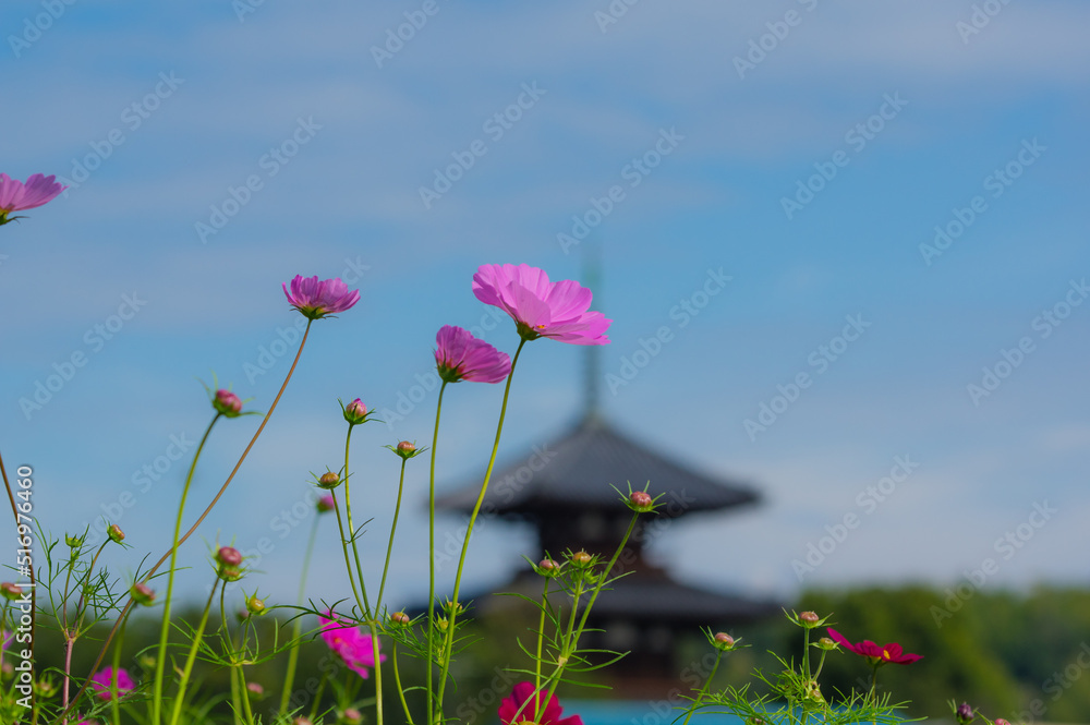 法起寺(奈良県生駒郡斑鳩町)のコスモス 法起寺(奈良県生駒郡斑鳩町)のコスモス