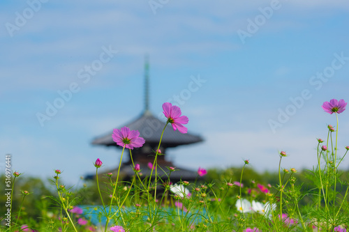Obraz na płótnie 法起寺(奈良県生駒郡斑鳩町)のコスモス w salonie