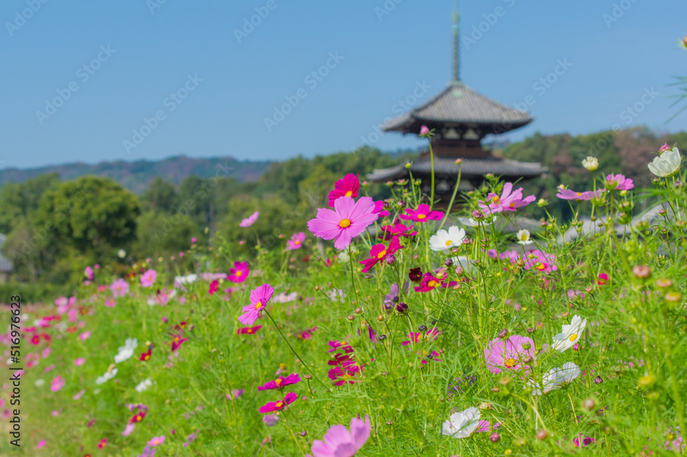 法起寺(奈良県生駒郡斑鳩町)のコスモス