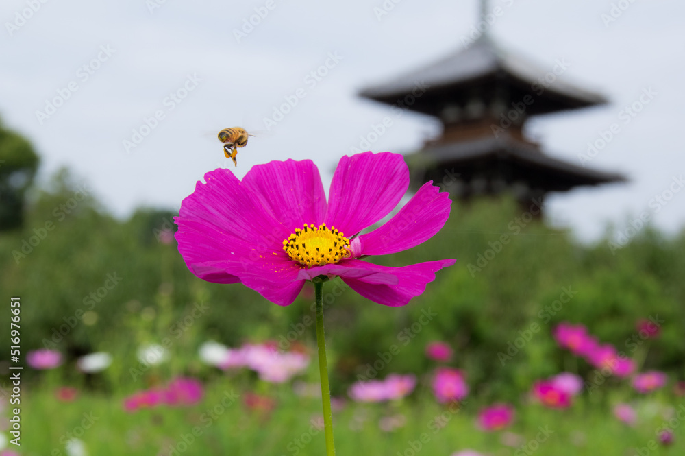 法起寺(奈良県生駒郡斑鳩町)のコスモス