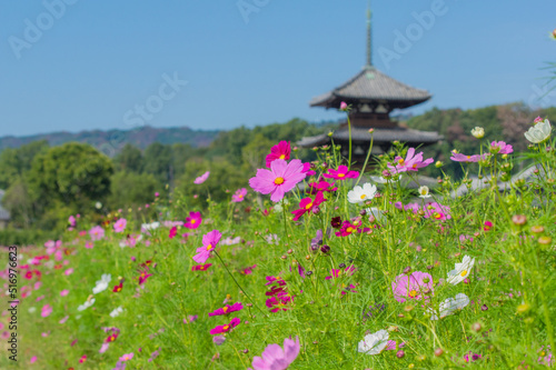 Obraz na płótnie 法起寺(奈良県生駒郡斑鳩町)のコスモス w salonie
