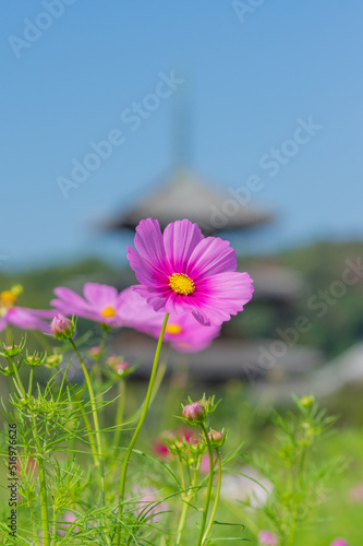 Obraz na płótnie 法起寺(奈良県生駒郡斑鳩町)のコスモス w salonie