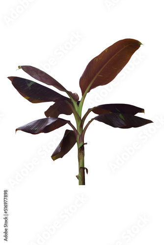 Musa Siam Ruby or Indo red leaf banana tree isolated on white background included clipping path.