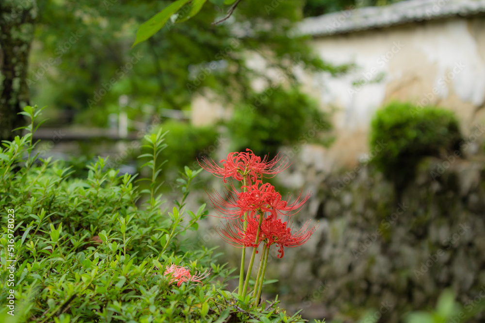 彼岸花