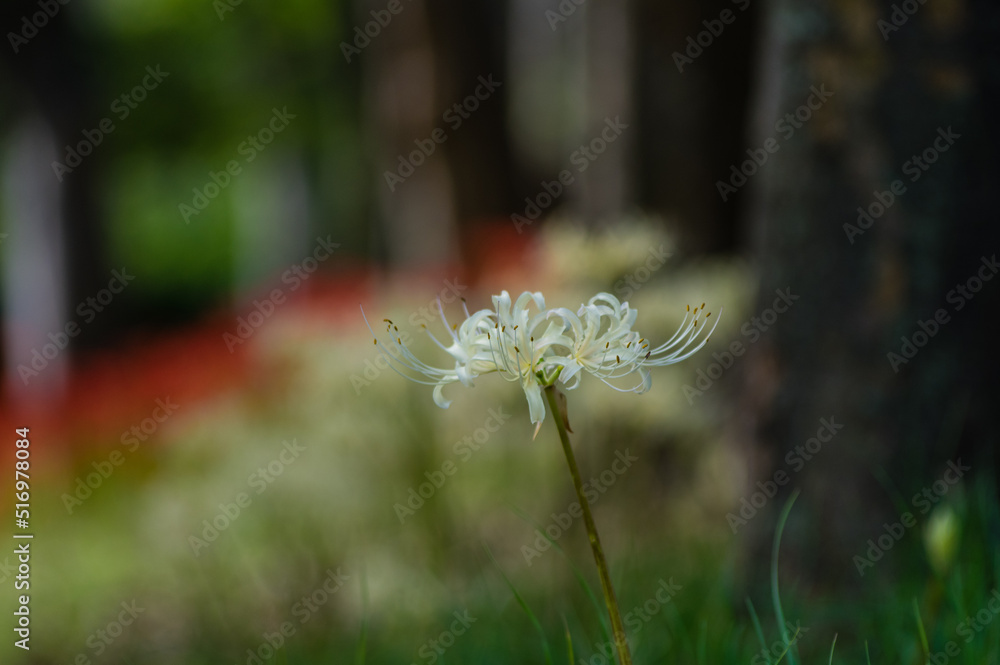 彼岸花