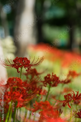彼岸花
