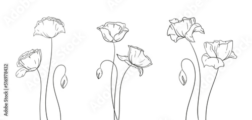 Set of Poppy Flowers Compositions. Doodle Line Style, Vector  Illustration.
