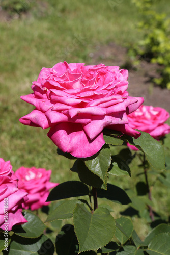 Pink rose (grade Charlies Rose (Acapella), Math. Tantau, 1994) in Moscow garden. Buds, inflorescence of flower closeup. Summer nature. Postcard with pink rose. Roses blooming. Pink flowers, blossom photo
