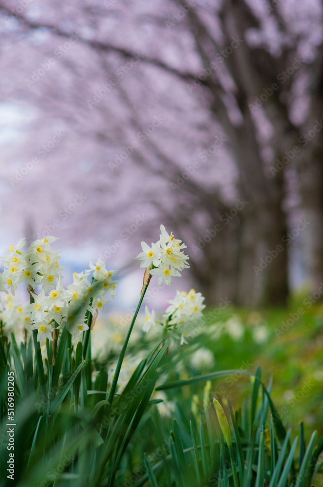 桜と水仙