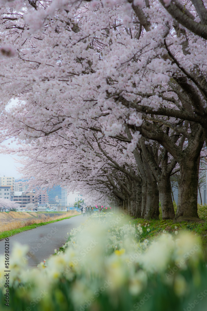 桜と水仙
