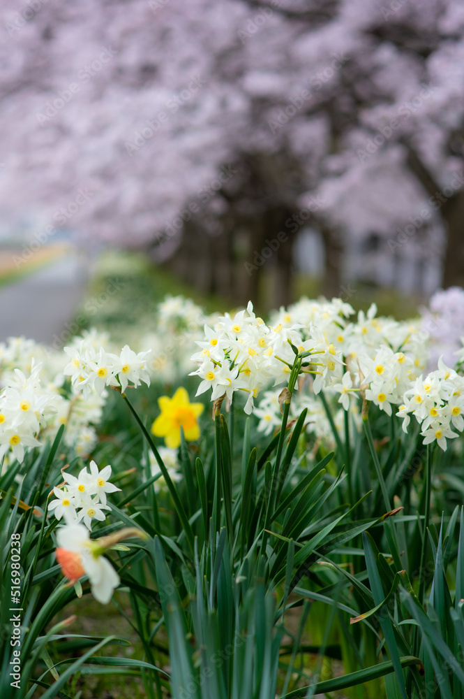 桜と水仙