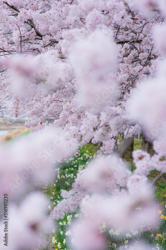 Obraz na płótnie 桜と水仙 w salonie