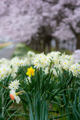 Obraz na płótnie 桜と水仙 w salonie