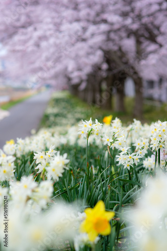 Obraz na płótnie 桜と水仙 w salonie