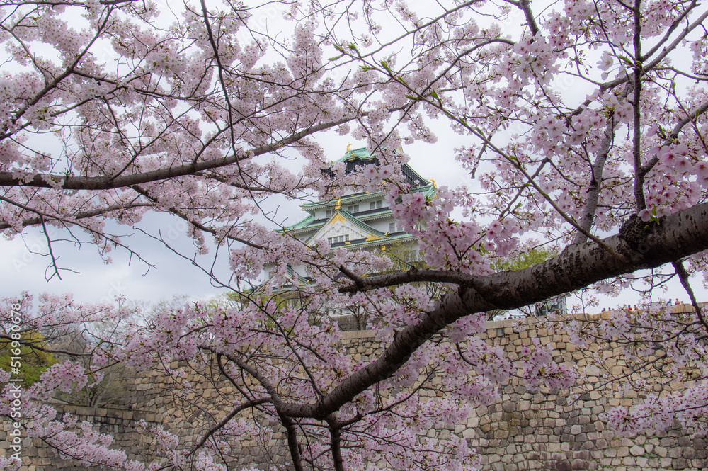 大阪城の桜