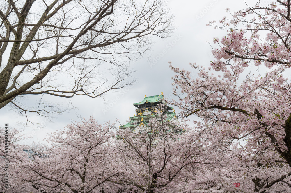 大阪城の桜